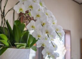 クリニックの開院祝いで人気の贈り物は？相場やタブーについても徹底解説