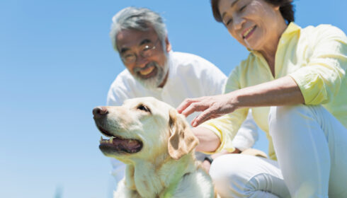 ペット　高齢化